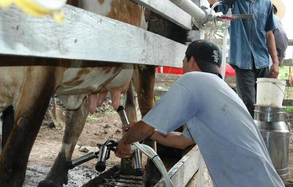 Capainlac: no subirán precio de lácteos, pese a año complicado