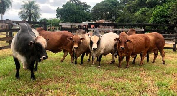 Concretan el primer envío de bovinos de la raza Boran a la Argentina