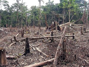 Instan a amar la naturaleza y cultivar árboles nativos para reforestar este país depredado a mansalva – La Mira Digital