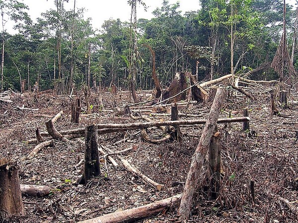 Instan a amar la naturaleza y cultivar árboles nativos para reforestar este país depredado a mansalva – La Mira Digital