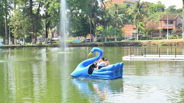 Municipalidad de Villarrica habilita paseos en cisnes en laguna