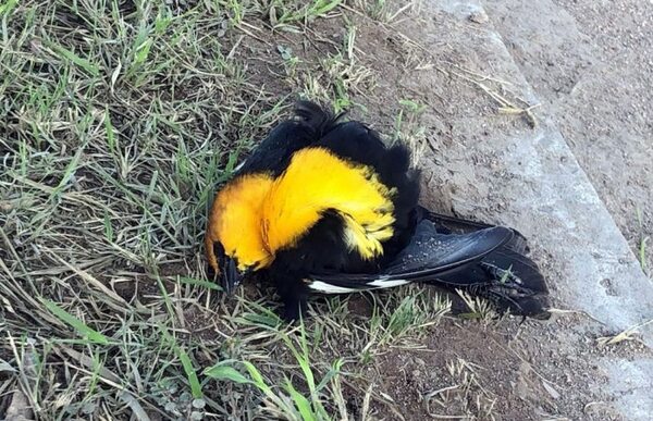 ¡Aterrador! Un centenar de aves muere en pleno vuelo en el norte de México (Video)