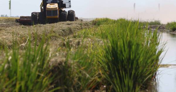 La Nación / Producción de arroz registró una merma del 25%