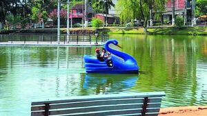 Ponen cisnes azules en lago Ykua Pytã