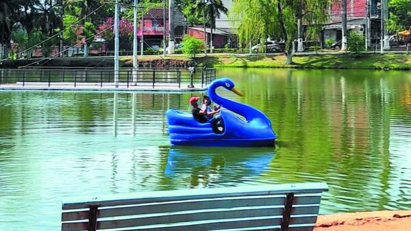 Ponen cisnes azules en lago Ykua Pytã