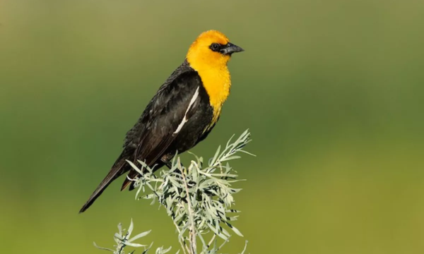 Centenares de pájaros caen muertos repentinamente en México por causas desconocidas