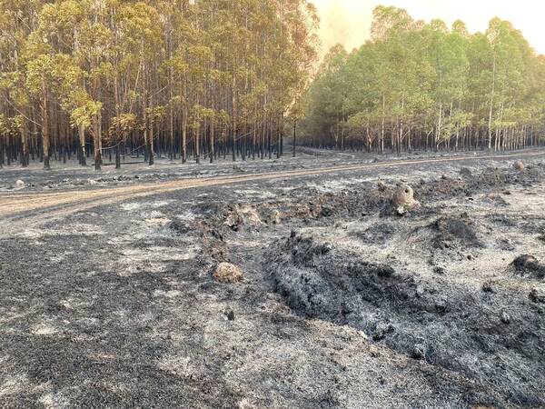 Sector productivo fue fuertemente afectado por incendios en Ayolas, según intendente