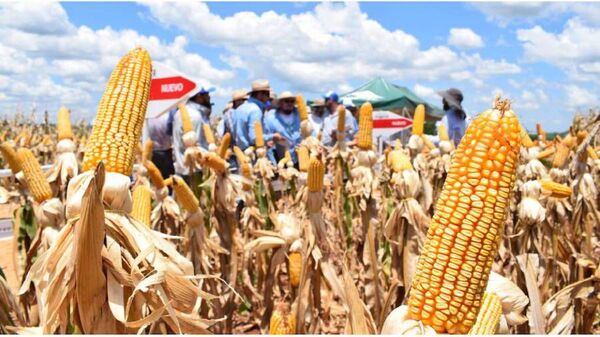 Commodities: enero cerró con tendencia al alza en precios internacionales