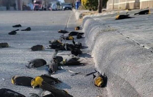 Aún se desconocen causas de insólita caída de un centenar de pájaros en México
