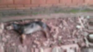 Matan a perros cerca de narcotienda