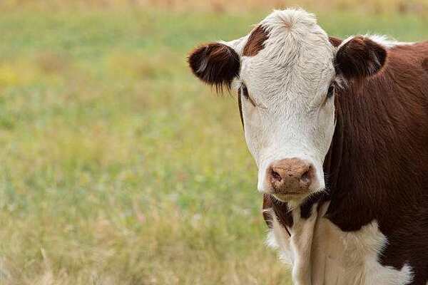 En Uruguay el novillo gordo de exportación alcanzó los US$ 5 a la carne