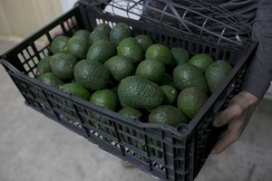 Aguacate mexicano, contra las cuerdas en EE.UU. por inseguridad en Michoacán - MarketData