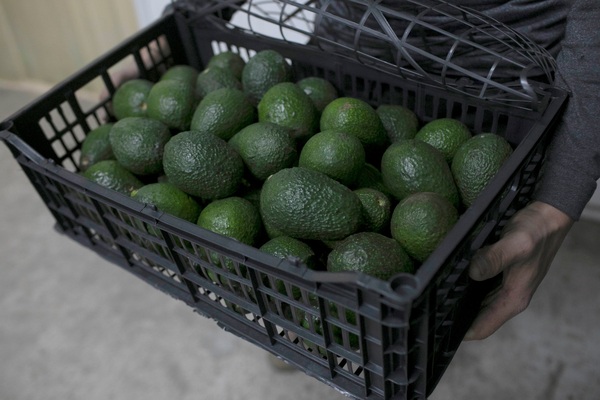 Aguacate mexicano, contra las cuerdas en EE.UU. por inseguridad en Michoacán - MarketData