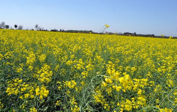 La soja para cierre de la siembra y la canola para otoño-invierno - Nacionales - ABC Color