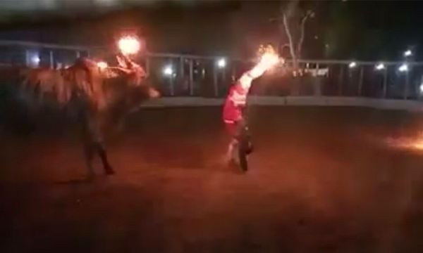 Prenden fuego a un toro en torín - OviedoPress