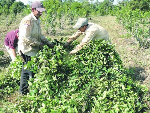 Yerbateros piden ayuda para evitar posible aumento de precios