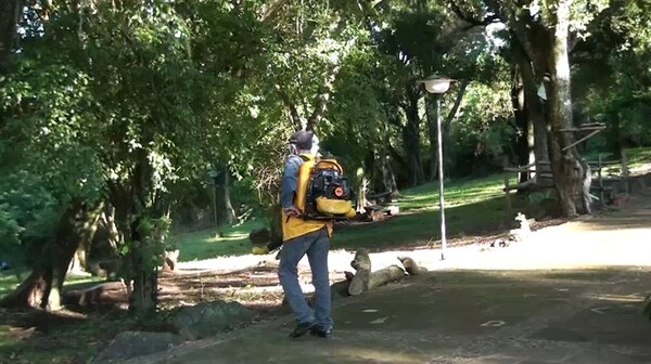 SENEPA intensifica tareas para eliminar criaderos