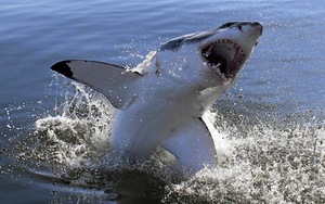 Un hombre fue devorado por un tiburón blanco, el primer caso mortal en Sídney en 59 años - Megacadena — Últimas Noticias de Paraguay