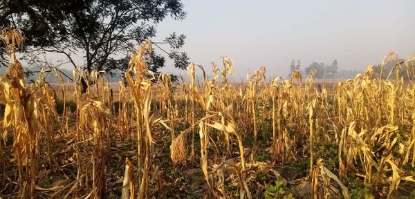 Laureleños piden ayuda desesperadamente, ante nula presencia del Gobierno - Nacionales - ABC Color