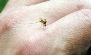 Diario HOY | Perú declara alerta epidemiológica por brote de dengue con ocho muertos