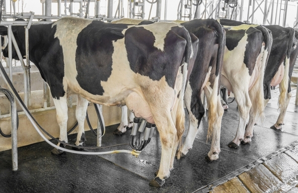 Sostendrán precio de la leche: El paraguayo consume al menos 135 litros al año - Megacadena — Últimas Noticias de Paraguay