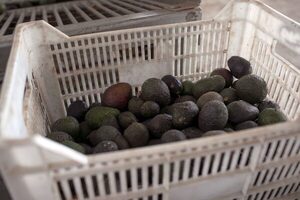 El aguacate, un "oro verde" que inunda México con millones de dólares - MarketData