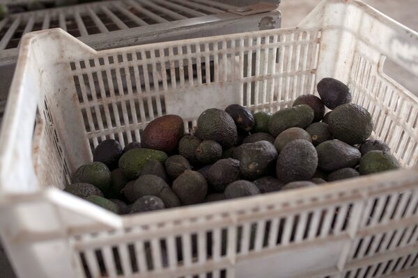 El aguacate, un "oro verde" que inunda México con millones de dólares - MarketData