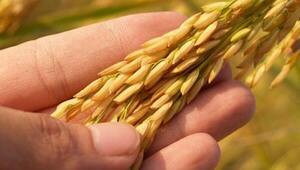 Aumentaron envíos de arroz a Chile y crece el potencial de diversificación