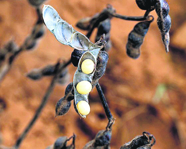 La Niña se debilita y se espera que lluvias de marzo y abril permitan una recuperación