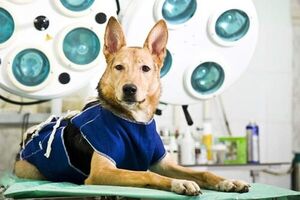 ¿Por qué castrar a mi mascota le dará una mejor calidad y tiempo de vida? - Mascotas - ABC Color
