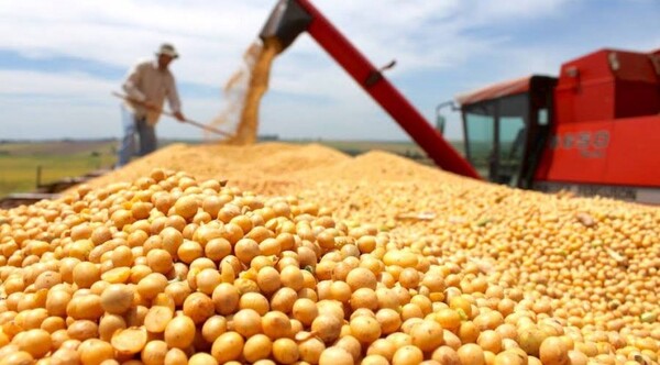 Estrepitosa caída de la cosecha de soja: transporte, industria y servicios sentirán el impacto