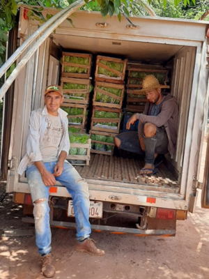 Horticultor logra producir cerca de 13.000 lechugas hidropónicas al mes con apoyo del CAH - El Trueno