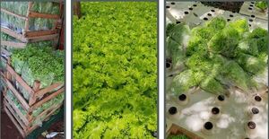 Horticultor de O’leary produce unas 13.000 lechugas hidropónicas al mes - La Clave