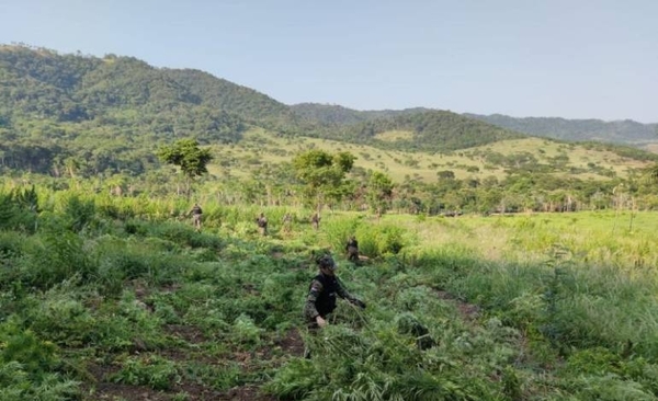 Diario HOY | Destruyen plantación de marihuana dentro de la Reserva Natural del Cerro Sarambi