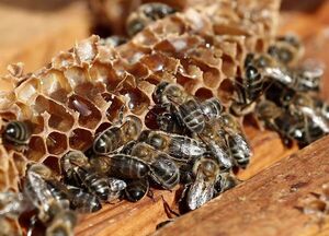 Galicia, un oasis donde sobrevive la abeja mielífera silvestre en Europa - Ciencia - ABC Color