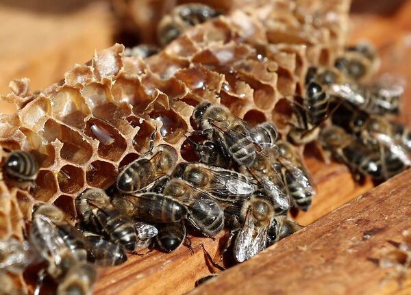 Galicia, un oasis donde sobrevive la abeja mielífera silvestre en Europa - Ciencia - ABC Color