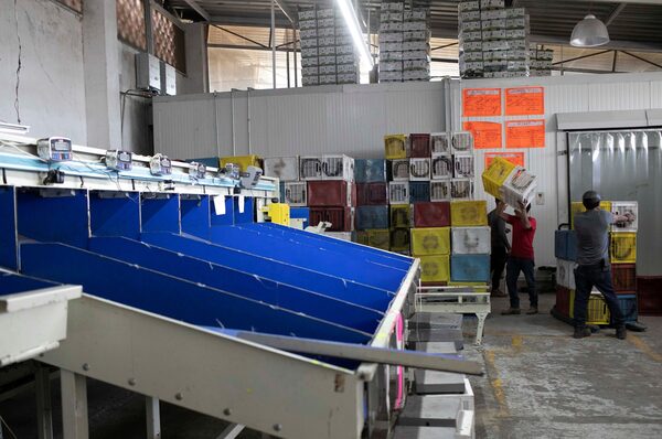 Michoacán asegura que muy pronto volverá a exportar aguacate a Estados Unidos - MarketData