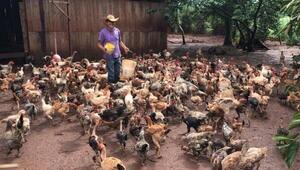 Avicultura de raza: Granja San Francisco se dedica a la cría y mejoramiento genético de una variedad de aves (gallinas, pavos y codornices)