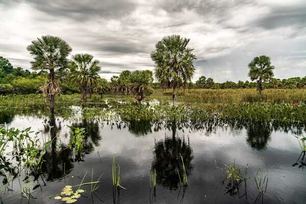 Herramienta que monitorea el Gran Chaco Americano será presentada en Paraguay