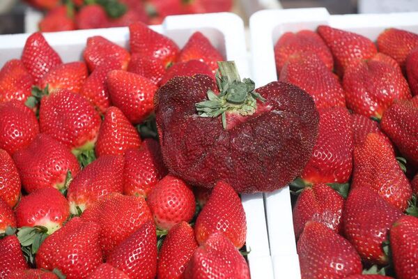 Una frutilla marca el récord Guinness - Estilo de vida - ABC Color