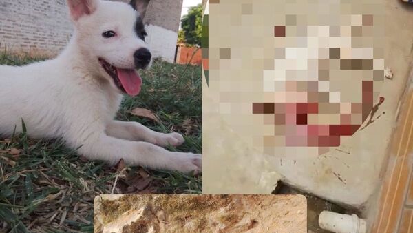 Despechado mató a martillazos al perro que le regaló a su ex