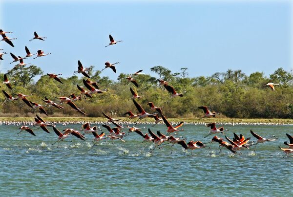 Herramienta que monitorea el Gran Chaco Americano será presentada en Paraguay - El Trueno