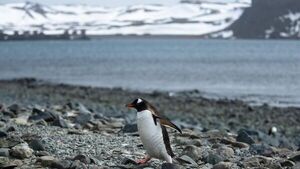 Hallan microplásticos que ponen en riesgo océano austral de Antártida