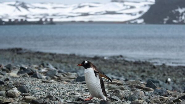 Hallan microplásticos que ponen en riesgo océano austral de Antártida