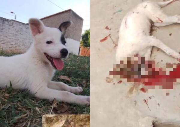 Con martillo mató al perrito que le regaló a su ex novia - Noticiero Paraguay