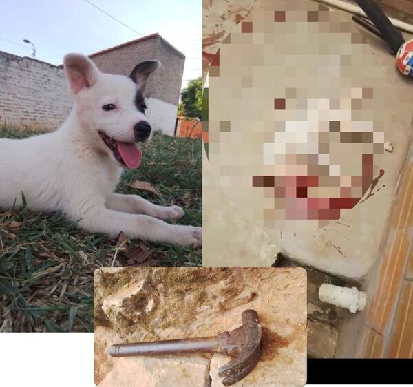 Despechado mató a martillazos al perro que le regaló a su ex