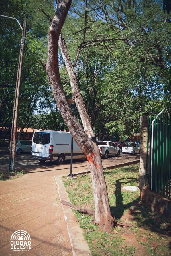 Marcan 37 árboles que están a punto de caer en el casco urbano de CDE - La Clave