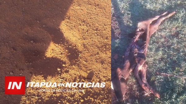 UN PUMA ESTÁ CAUSANDO ESTRAGOS EN SAN RAFAEL DEL PNÁ. Y TEMEN QUE ATAQUE A LAS PERSONAS - Itapúa Noticias