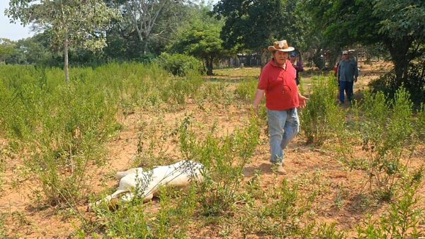 Productor de Belén pierde tres terneros tras vacunación antiaftosa