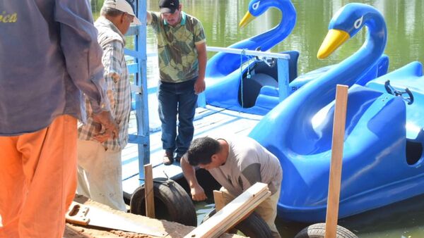 Cisnes azules de lago de Villarrica ya están descompuestos